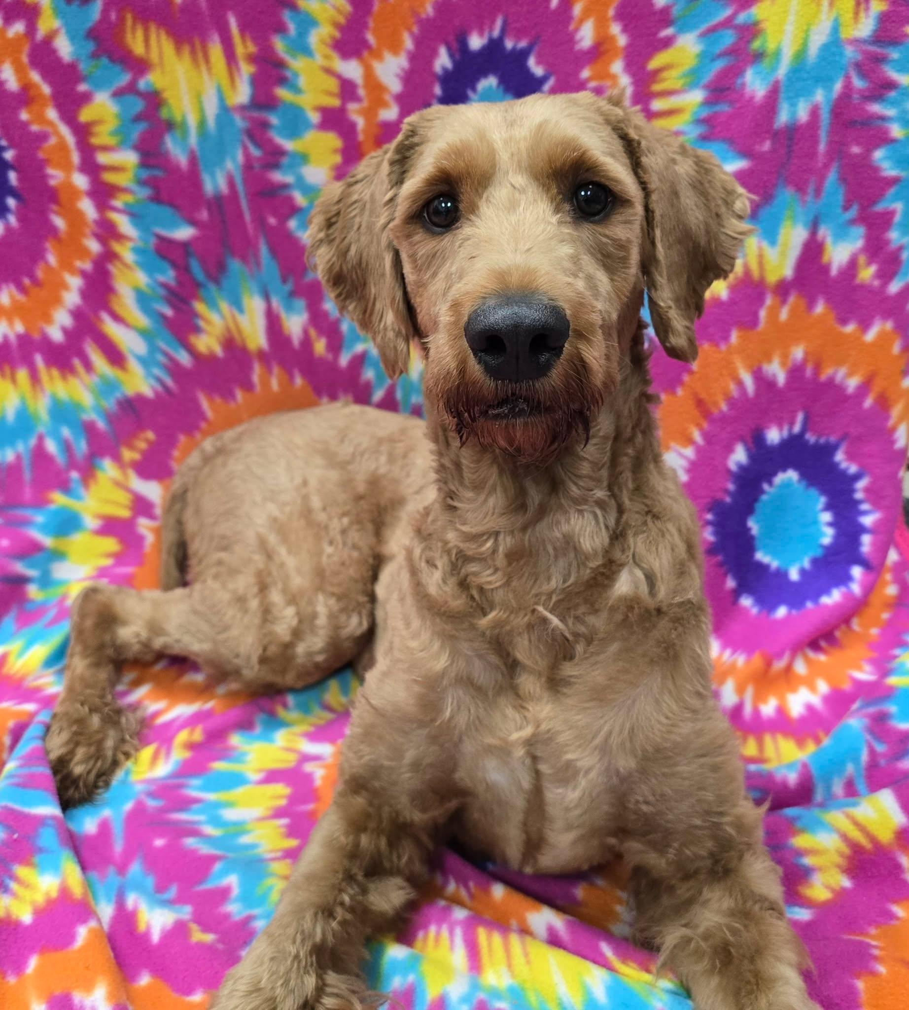 Moxi, adopted, Adult Female Goldendoodle.