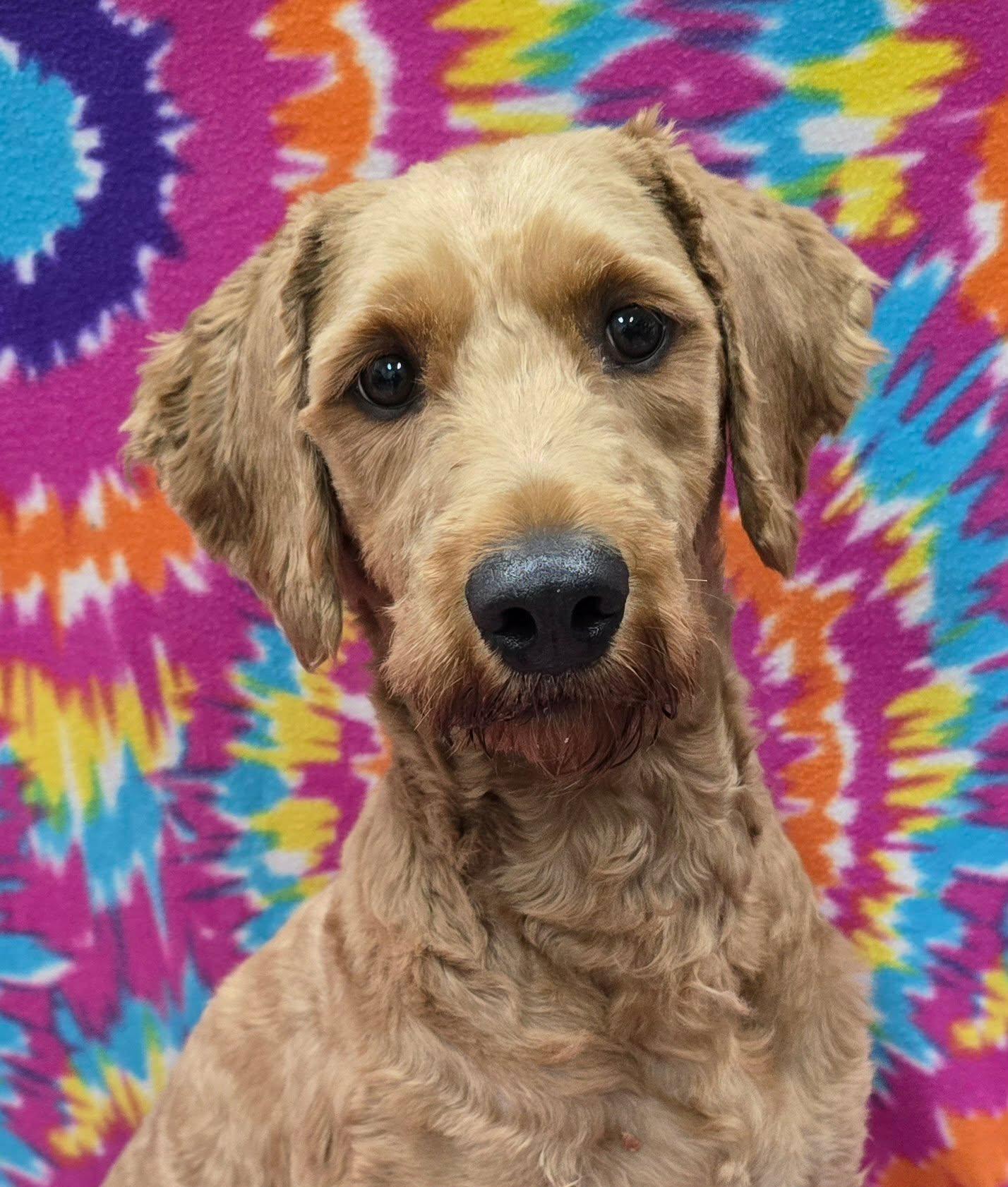 Moxi, an adopted Goldendoodle in Frankfort, IN image 4/5