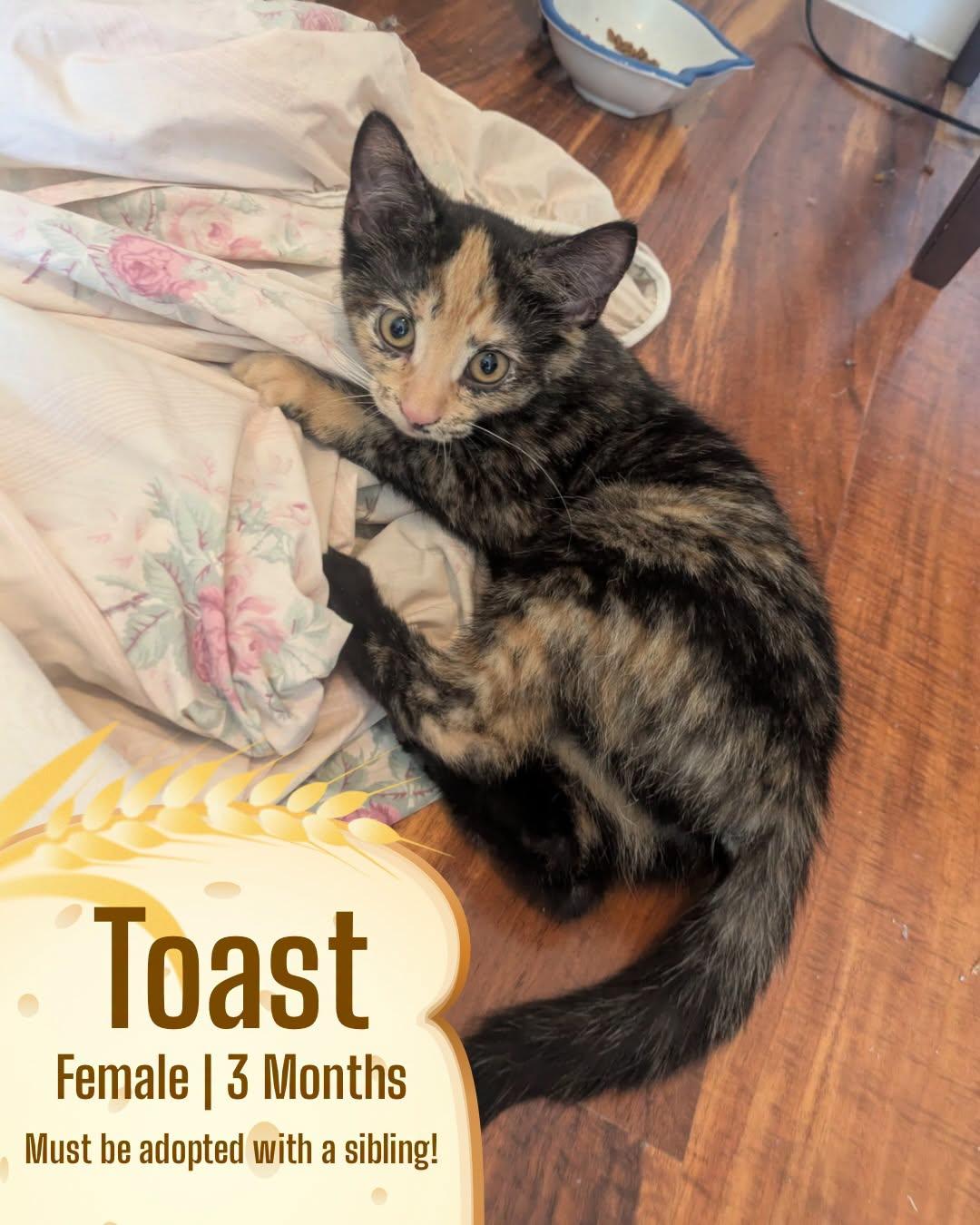 Toast, Adoptable, Kitten Female Domestic Short Hair.