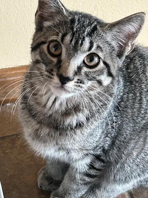Lucio, Adoptable, Kitten Male Tabby.