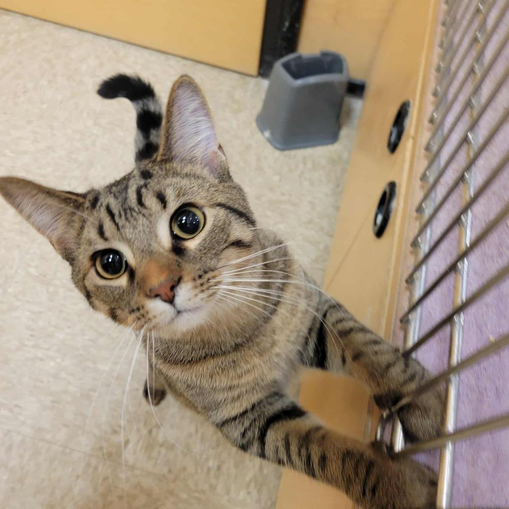 Enlarge Jonathan, a Adoptable mixed breed in Mishawaka, IN image 1/6