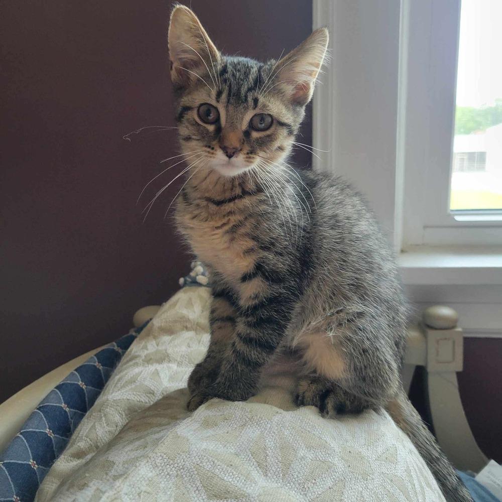 Enlarge Jonathan, a Adoptable mixed breed in Mishawaka, IN image 2/6