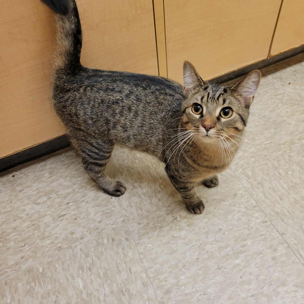 Enlarge Jonathan, a Adoptable mixed breed in Mishawaka, IN image 3/6