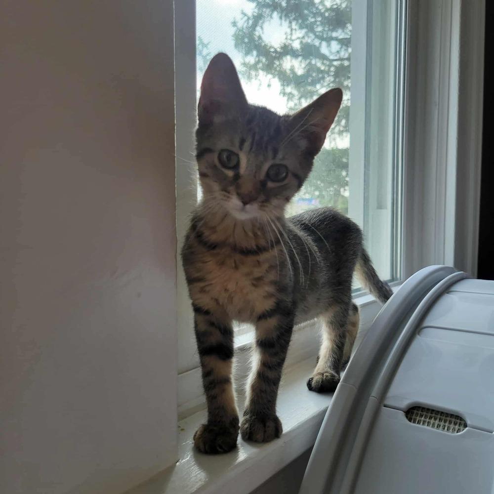 Enlarge Jonathan, a Adoptable mixed breed in Mishawaka, IN image 4/6