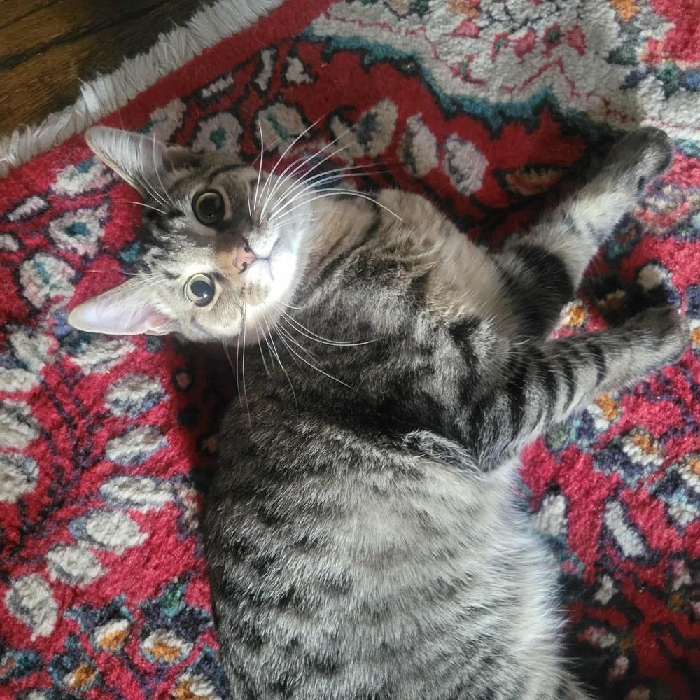 Enlarge Jonathan, a Adoptable mixed breed in Mishawaka, IN image 5/6