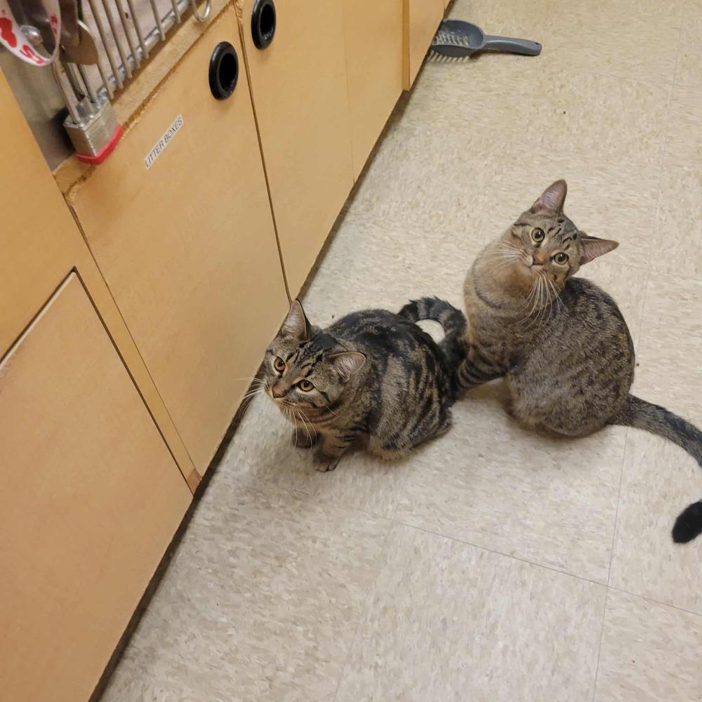 Enlarge Jonathan, a Adoptable mixed breed in Mishawaka, IN image 6/6