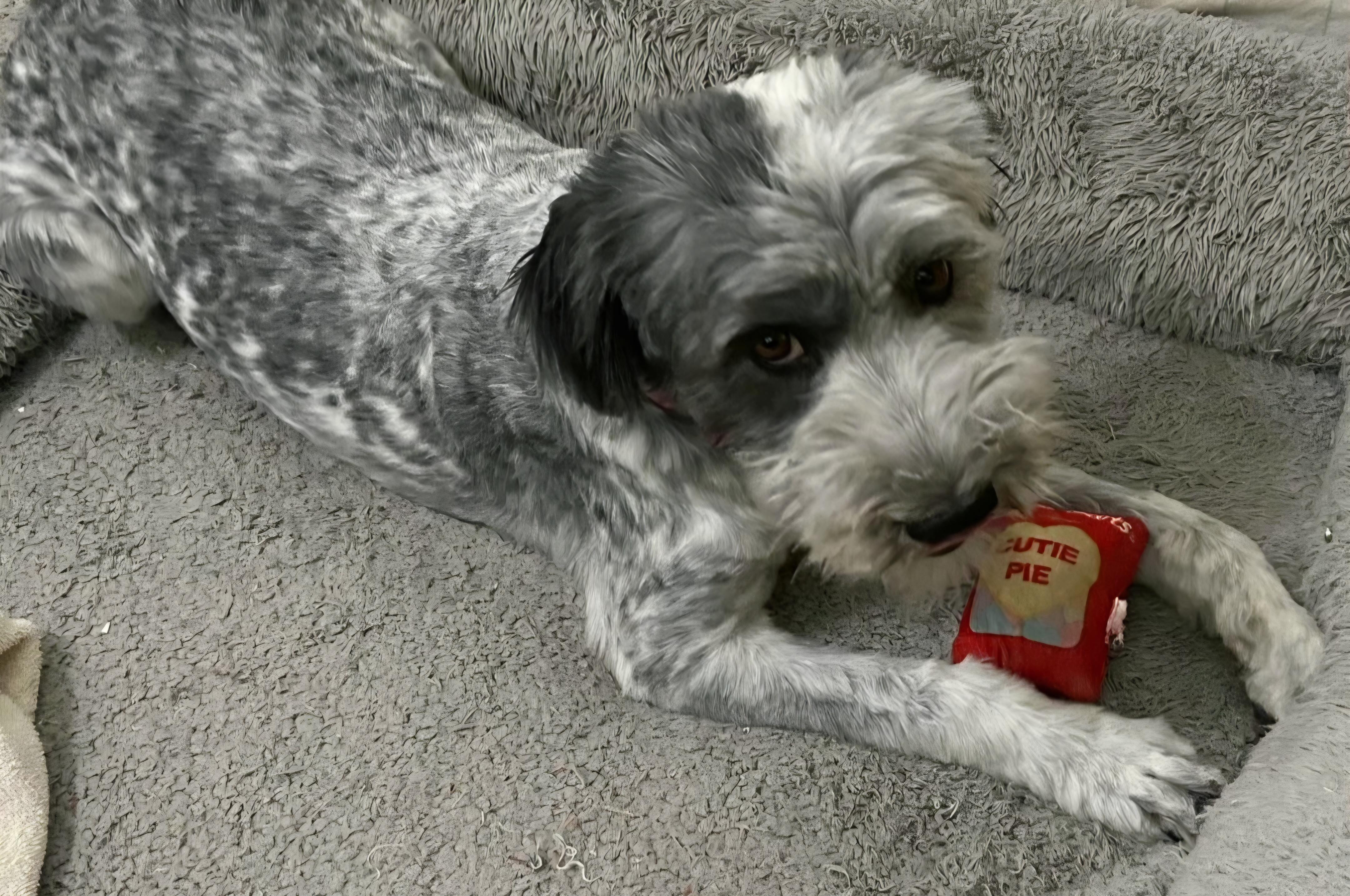 Winter, ADOPTABLE, Adult Female Schnauzer & Poodle (Toy).