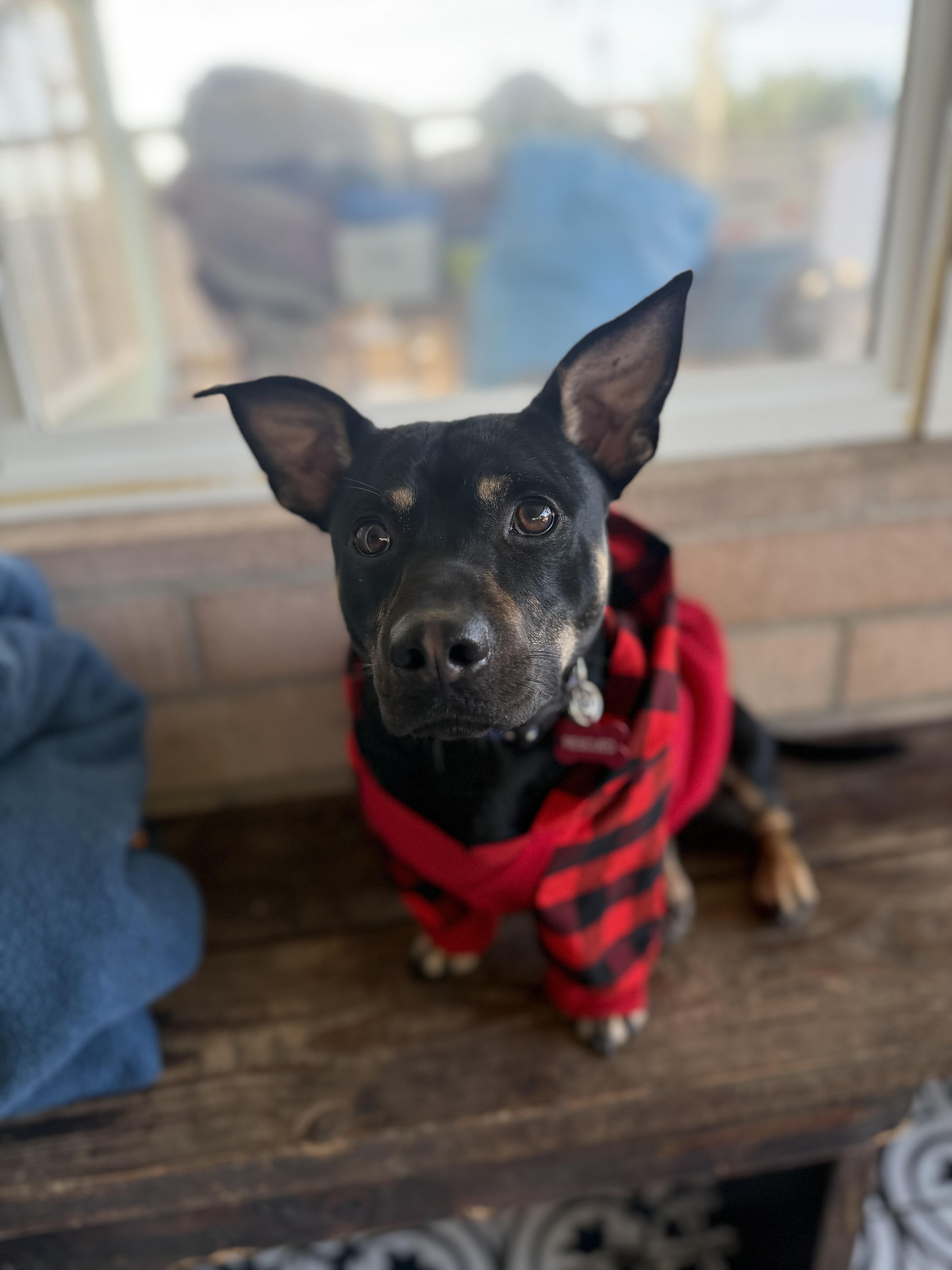 Toby, ADOPTABLE, Young Male Dachshund & Miniature Pinscher.