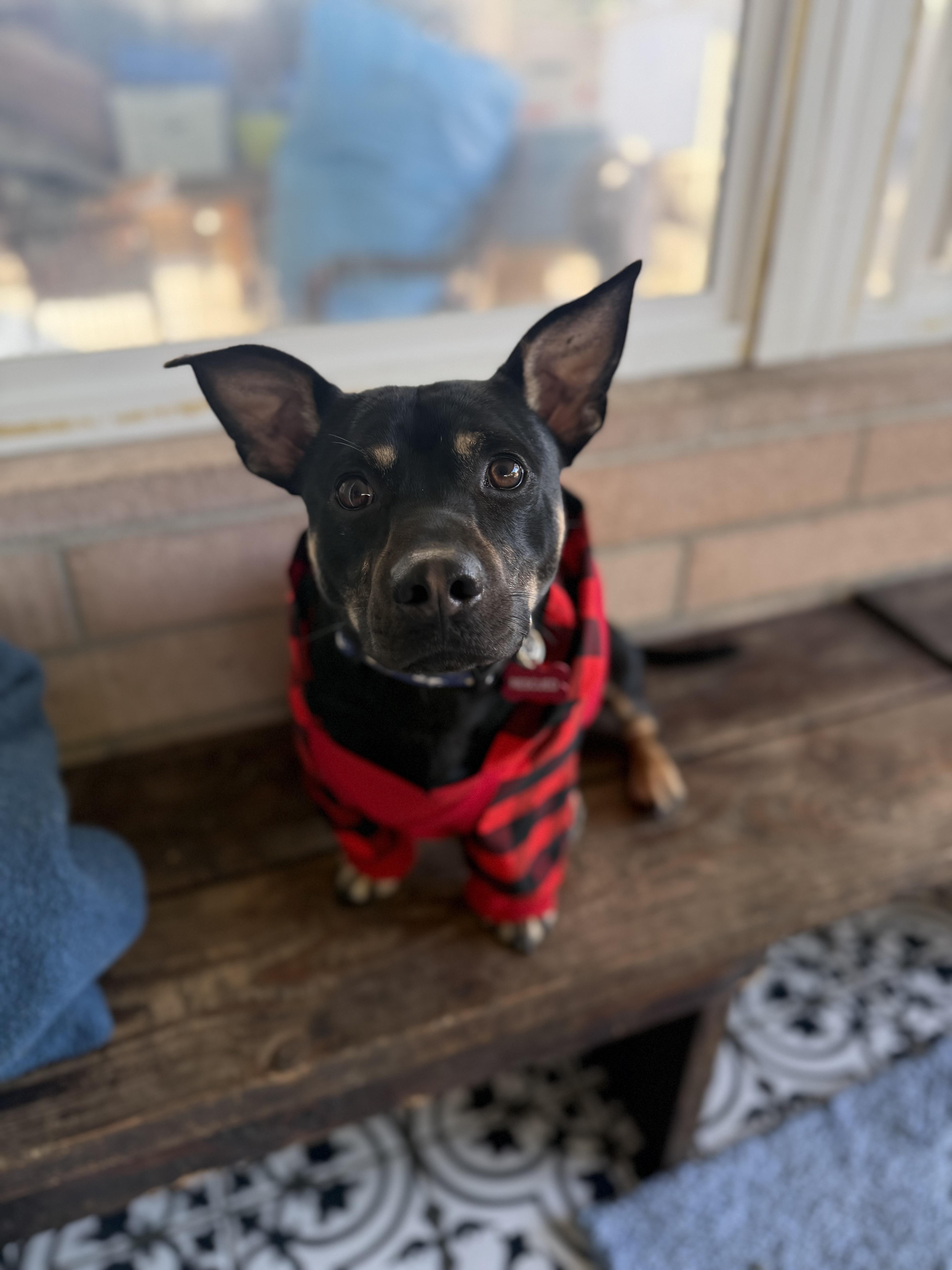 Enlarge Toby, a ADOPTABLE mixed breed in San Diego, CA image 2/5