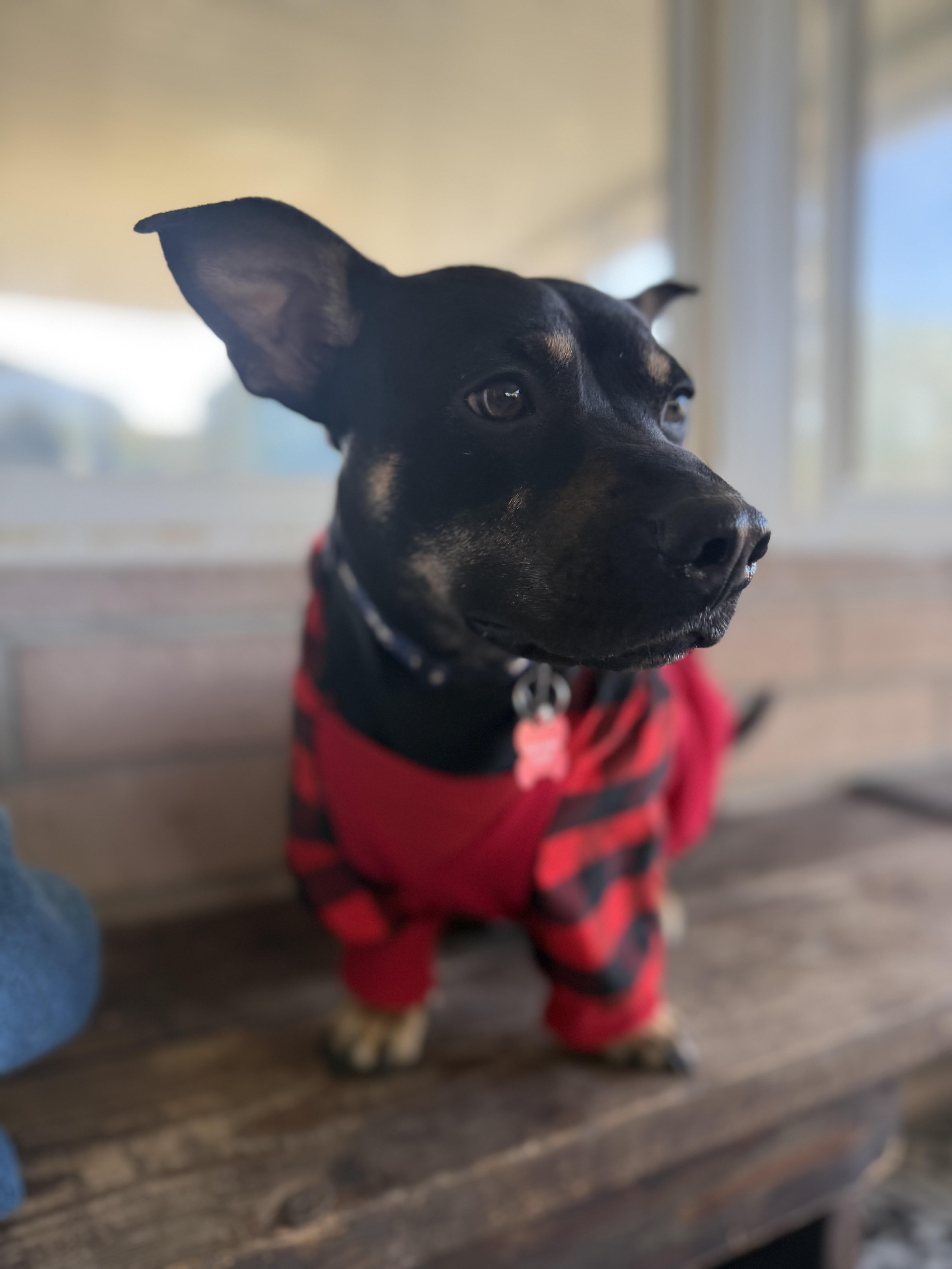 Enlarge Toby, a ADOPTABLE mixed breed in San Diego, CA image 3/5