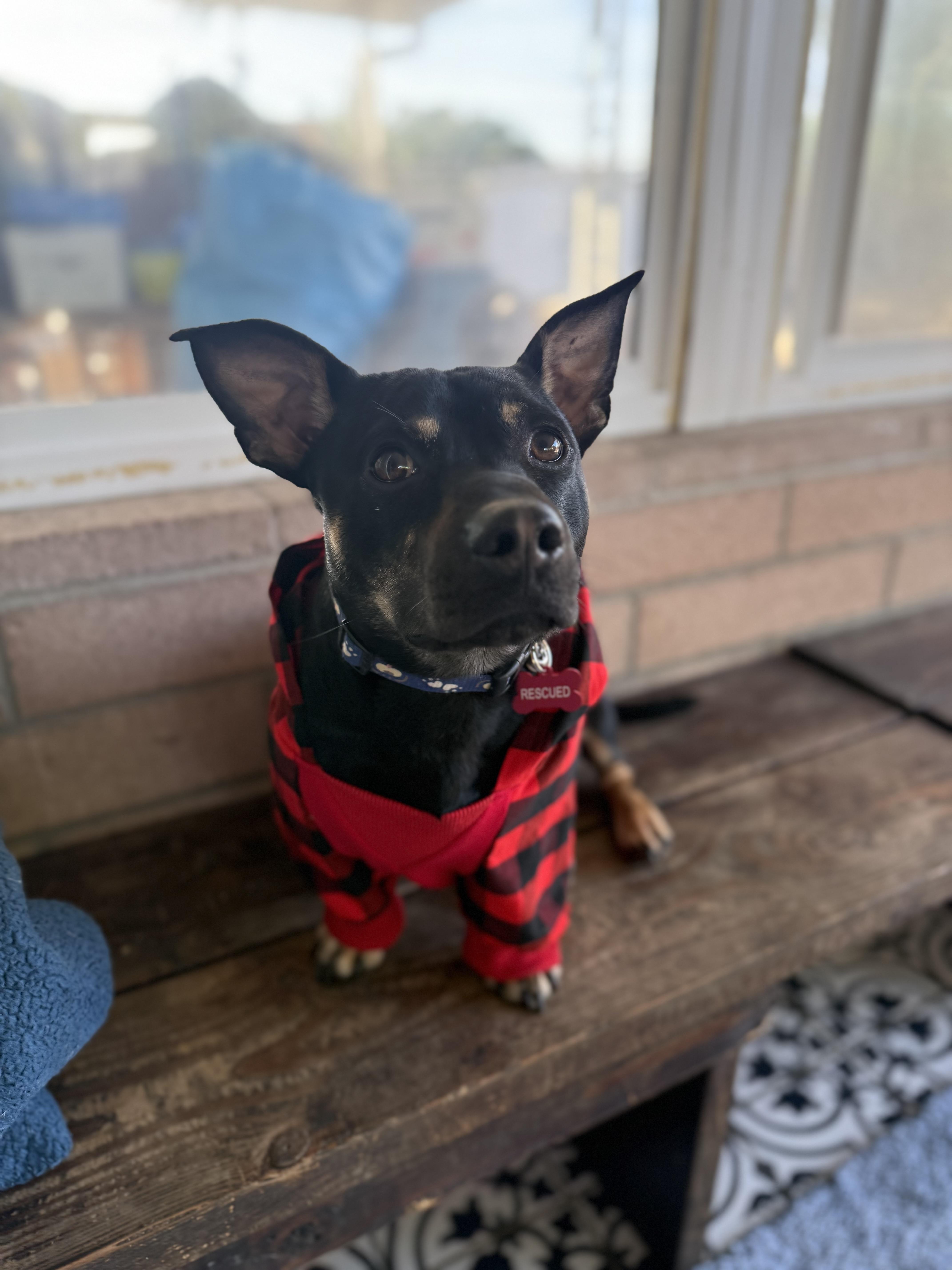 Enlarge Toby, a ADOPTABLE mixed breed in San Diego, CA image 4/5