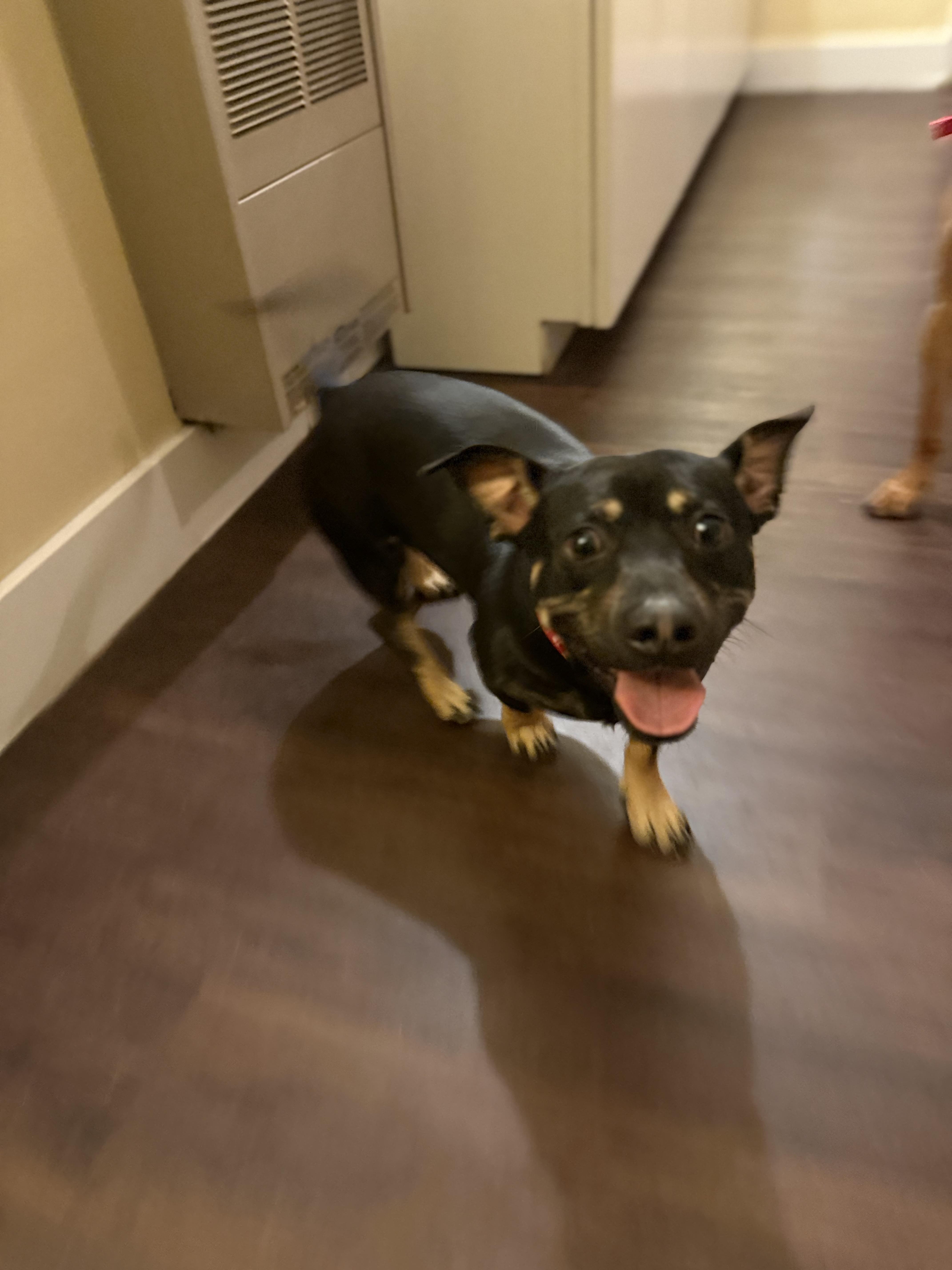 Enlarge Toby, a ADOPTABLE mixed breed in San Diego, CA image 5/5