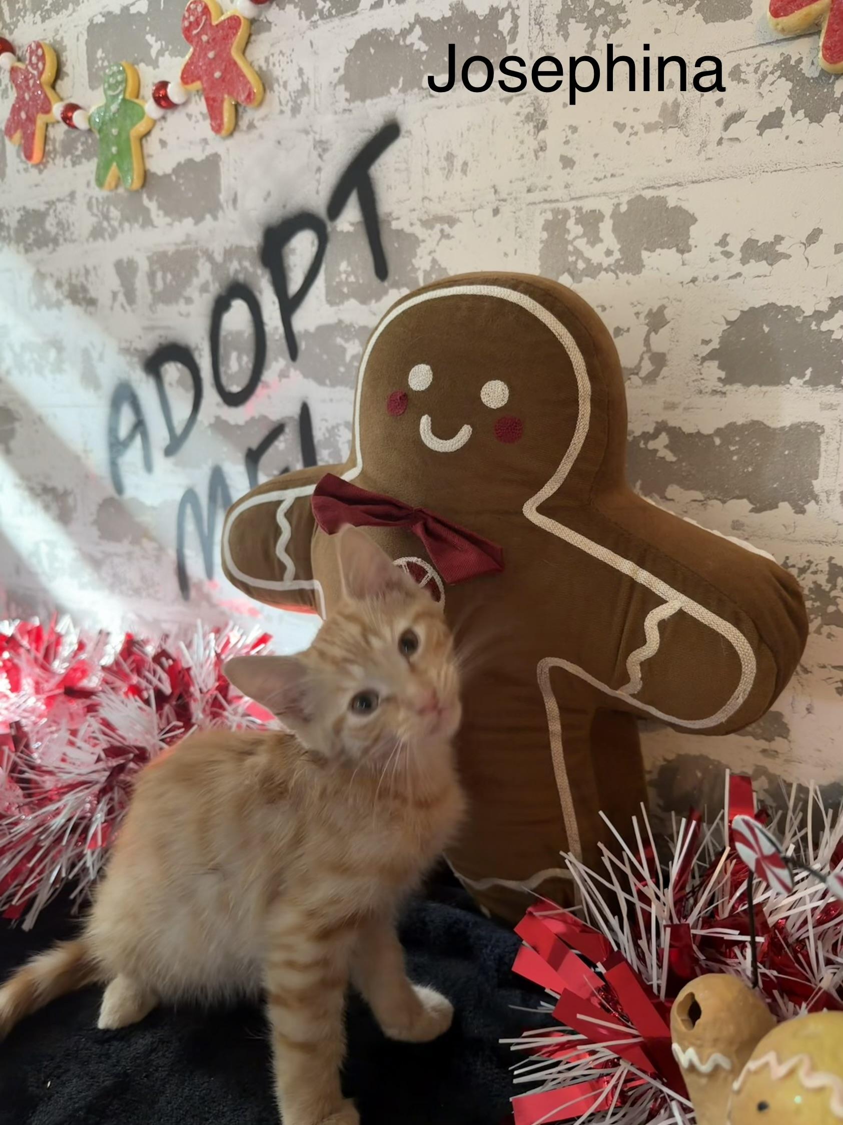 Josephina , ADOPTABLE, Kitten Female Domestic Short Hair.