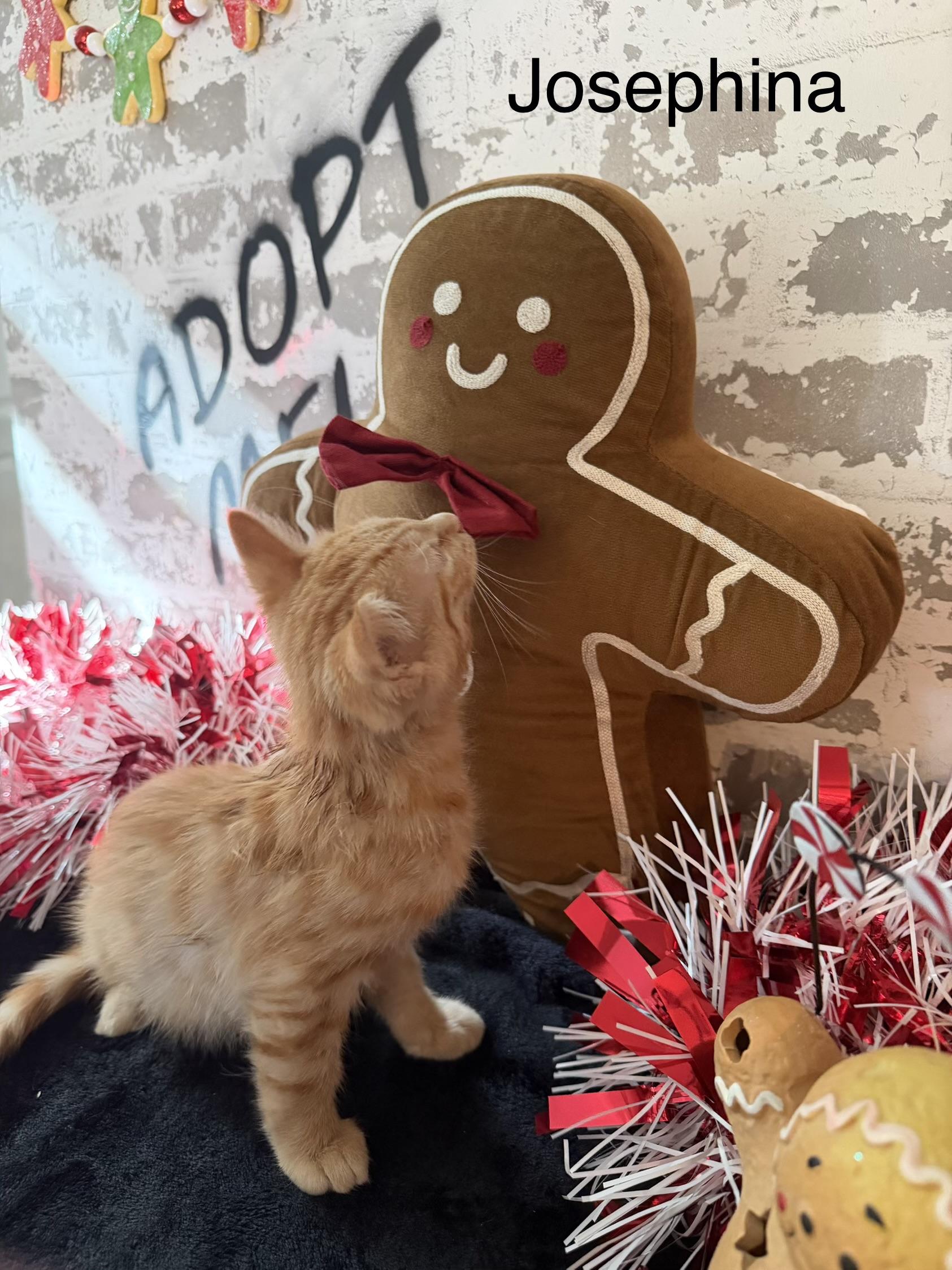 Josephina , an adopted Domestic Short Hair in queen creek, AZ image 2/3