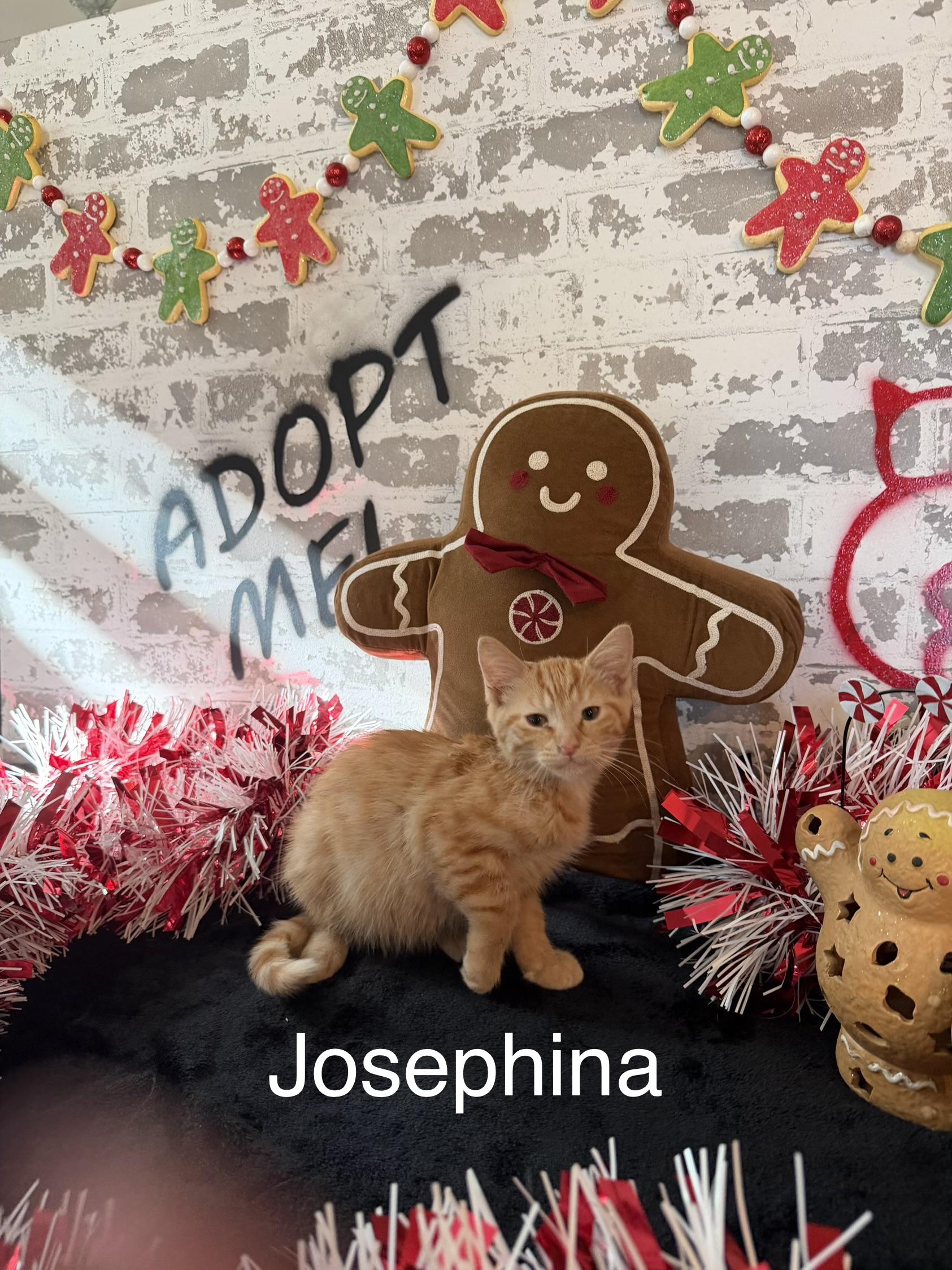 Josephina , an adopted Domestic Short Hair in queen creek, AZ image 3/3