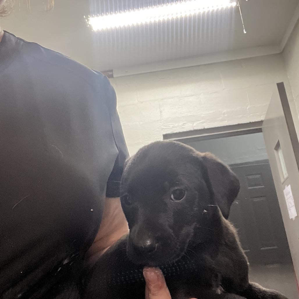 Enlarge Vegas, a Adoptable mixed breed in Clanton, AL image 1/2