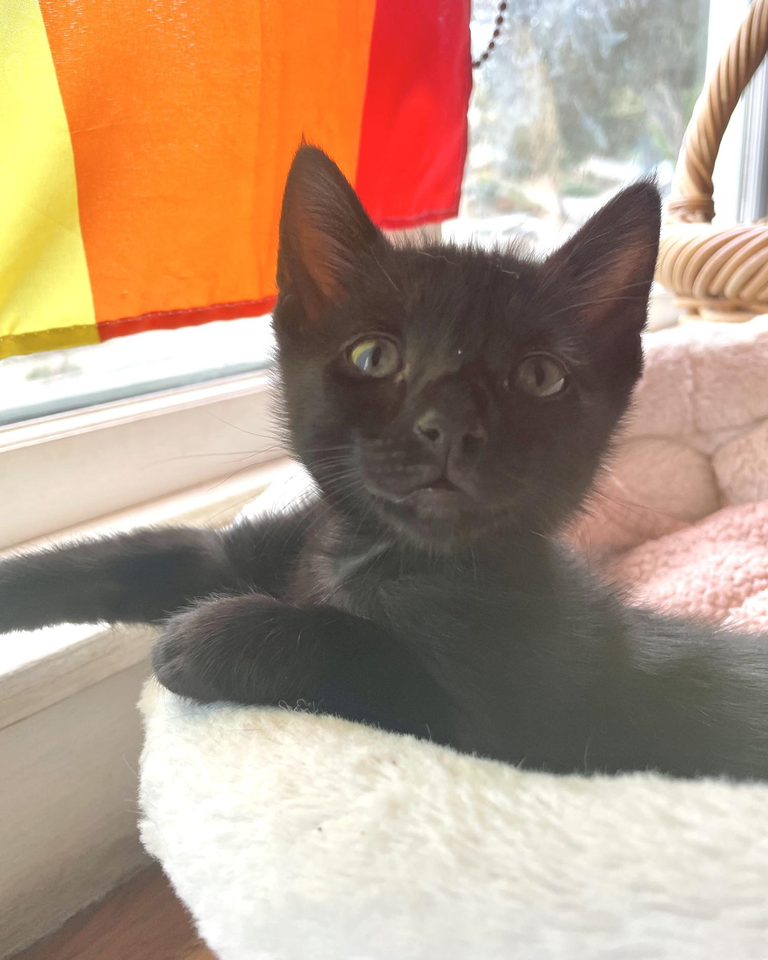 Enlarge Tres (bonded with Thunder), a Adopted Domestic Short Hair in San Francisco, CA image 1/6