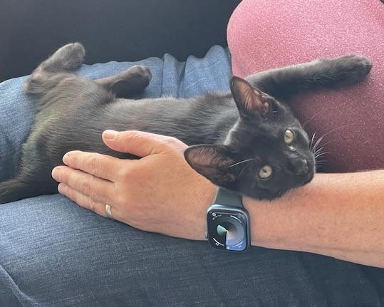 Enlarge Tres (bonded with Thunder), a Adopted Domestic Short Hair in San Francisco, CA image 2/6