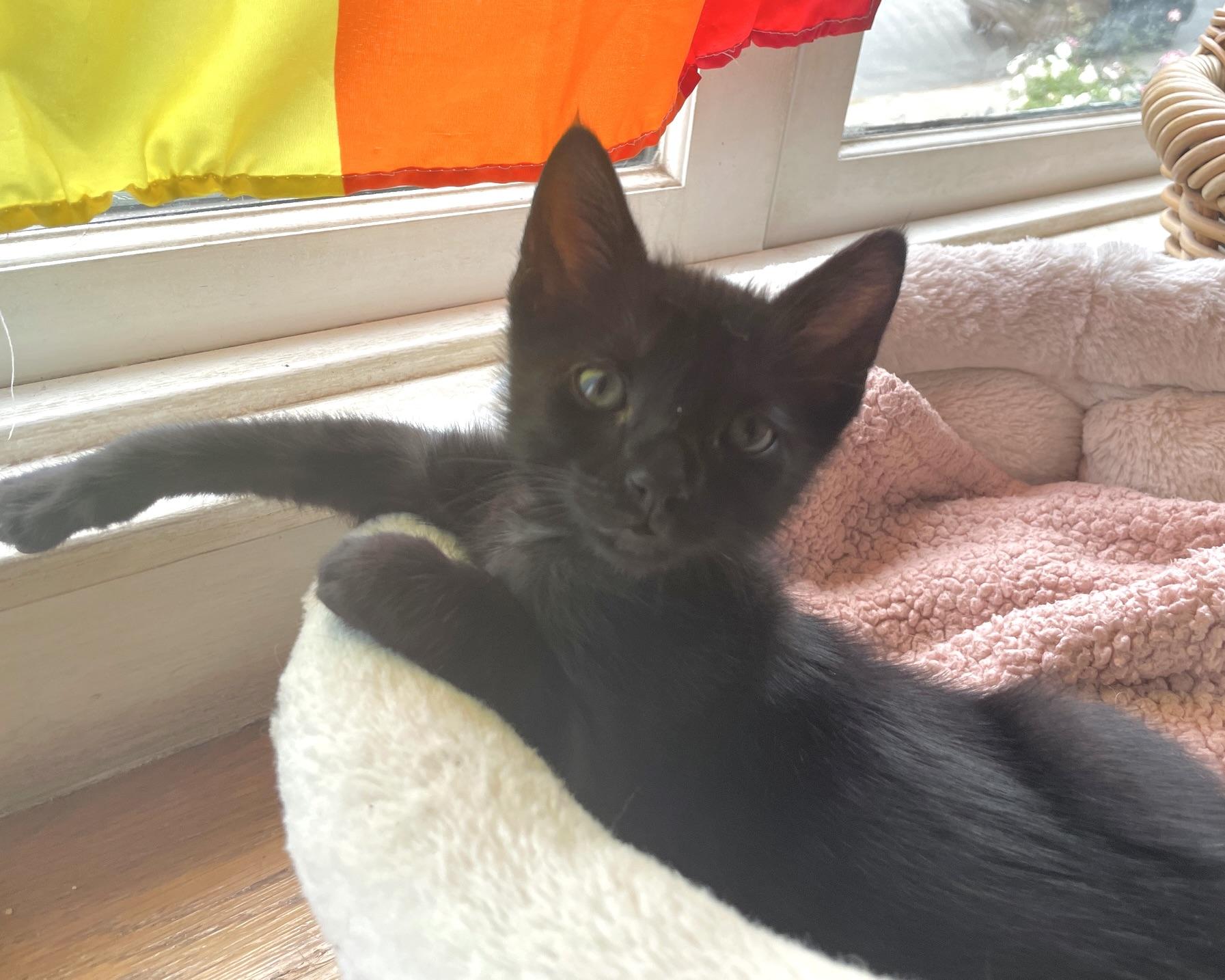 Enlarge Tres (bonded with Thunder), a Adopted Domestic Short Hair in San Francisco, CA image 3/6