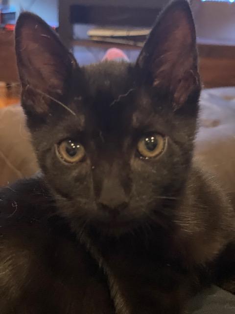 Enlarge Tres (bonded with Thunder), a Adopted Domestic Short Hair in San Francisco, CA image 4/6