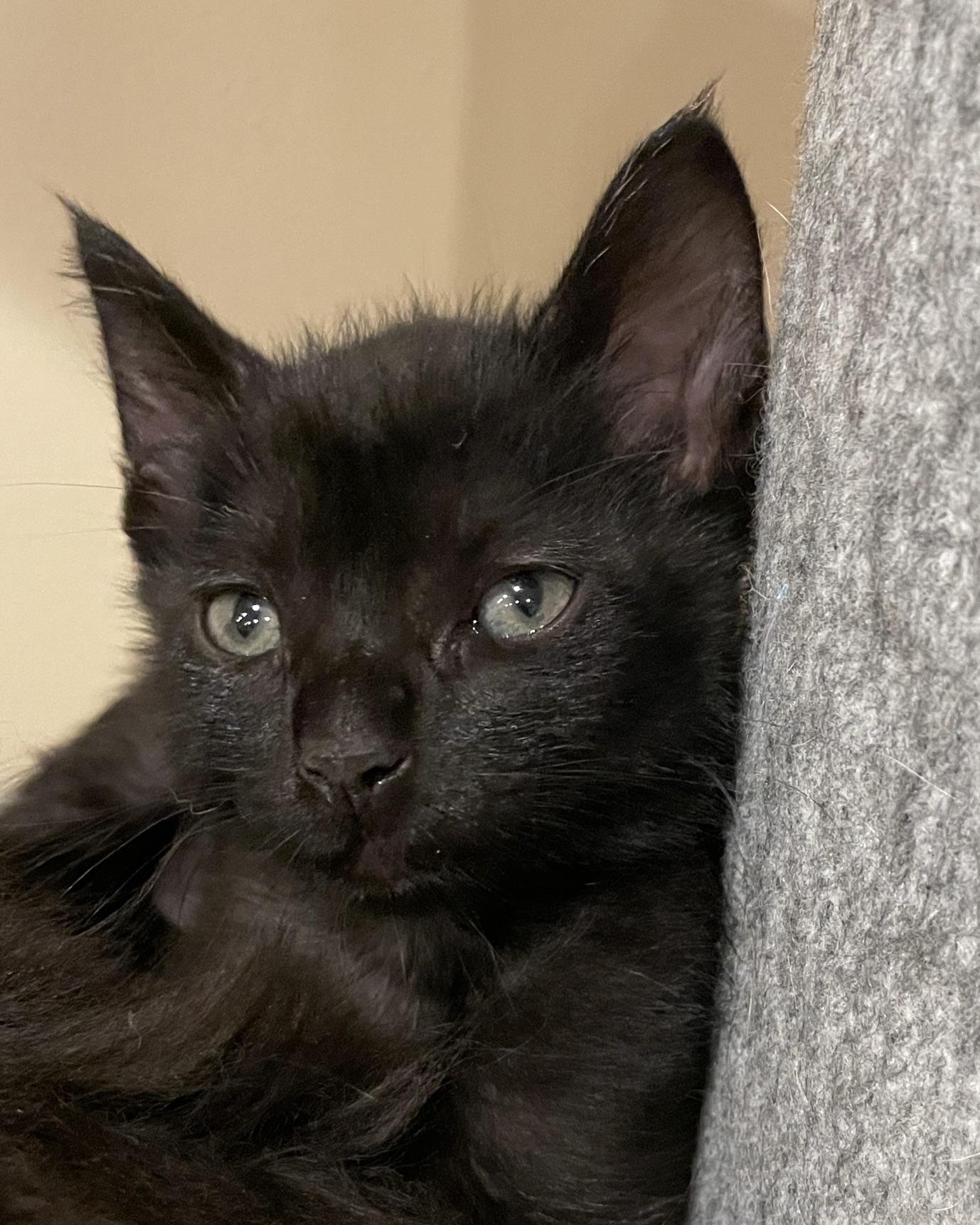 Enlarge Tres (bonded with Thunder), a Adopted Domestic Short Hair in San Francisco, CA image 5/6