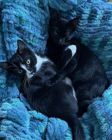 Enlarge Tres (bonded with Thunder), a Adopted Domestic Short Hair in San Francisco, CA image 6/6