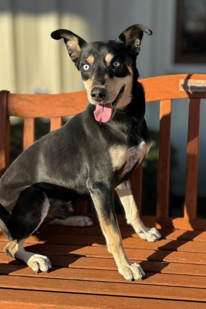 Enlarge Scottie, an adoptable mixed breed in Quincy, IL image 1/1