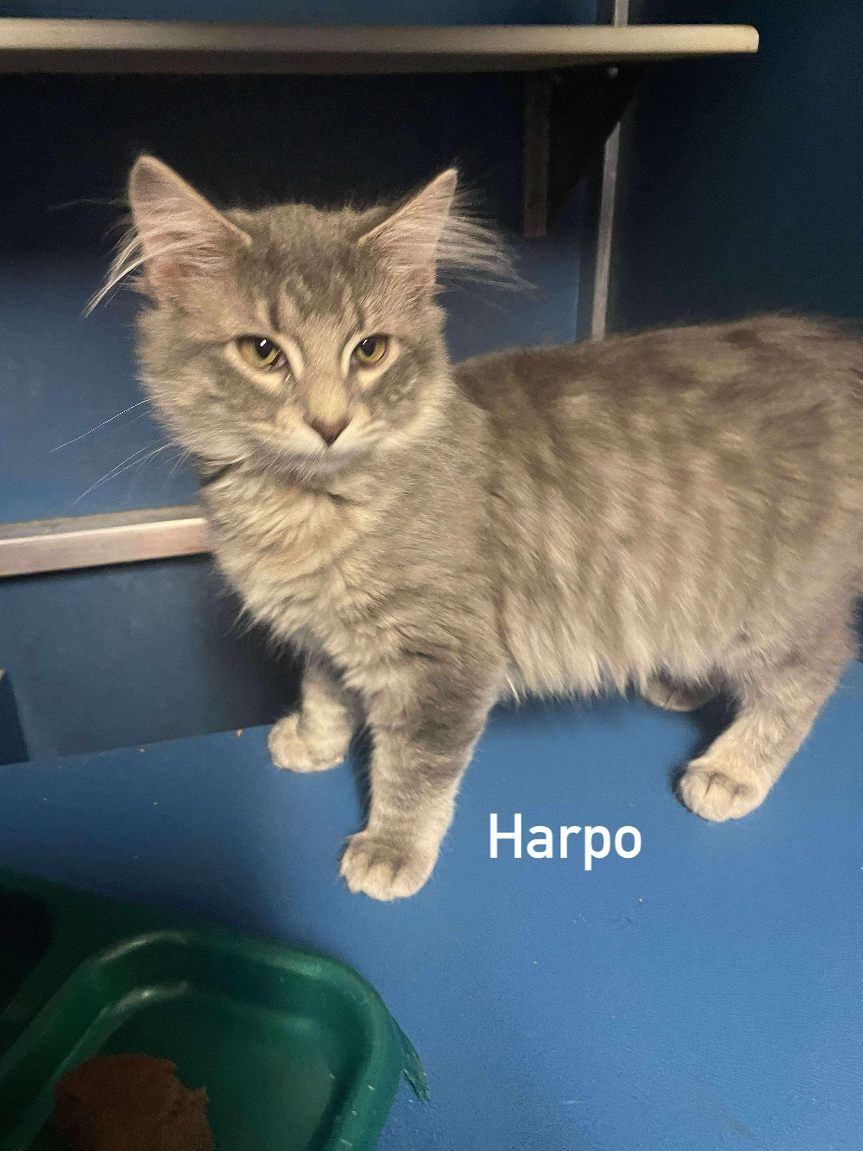 Harpo