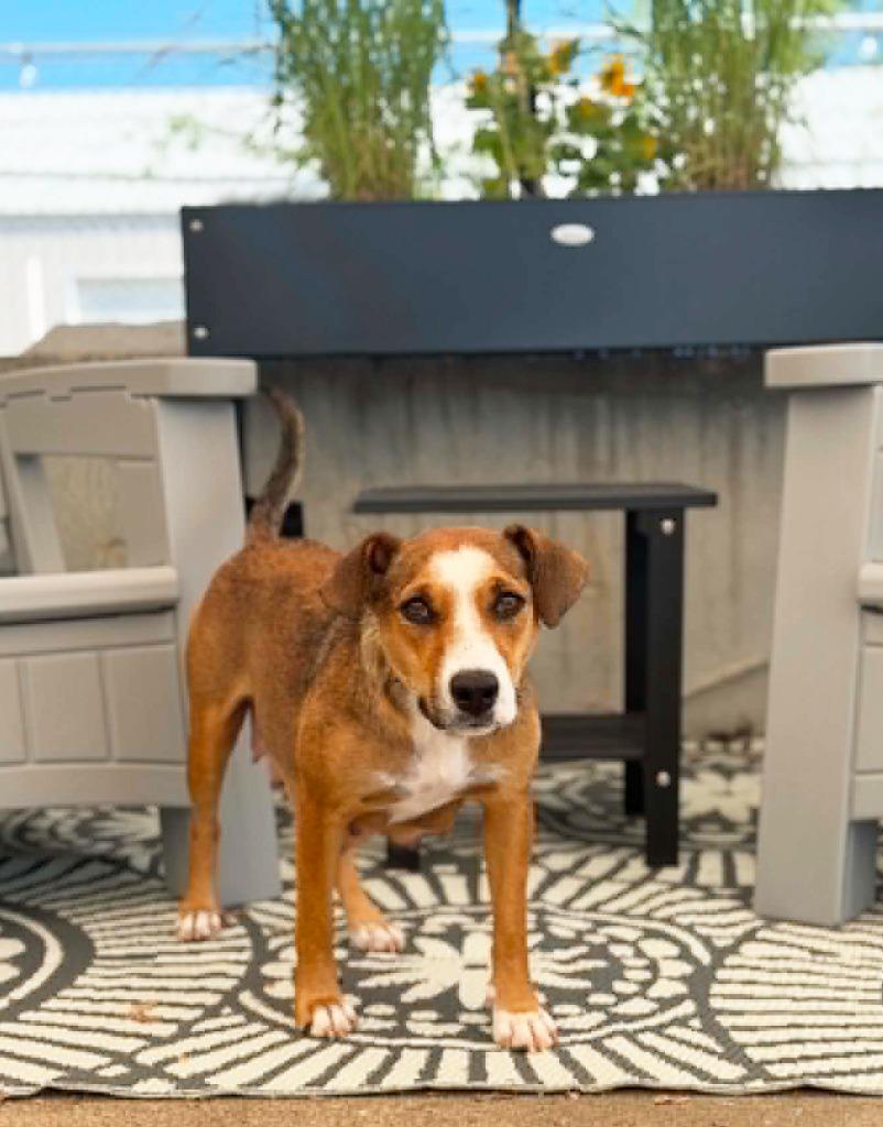 Enlarge Harriet - Foster to Adopt, a Adoptable mixed breed in Savage, MN image 1/3