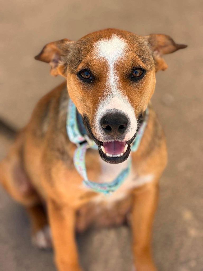 Enlarge Harriet - Foster to Adopt, a Adoptable mixed breed in Savage, MN image 2/3