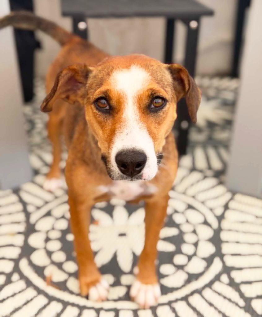 Enlarge Harriet - Foster to Adopt, a Adoptable mixed breed in Savage, MN image 3/3