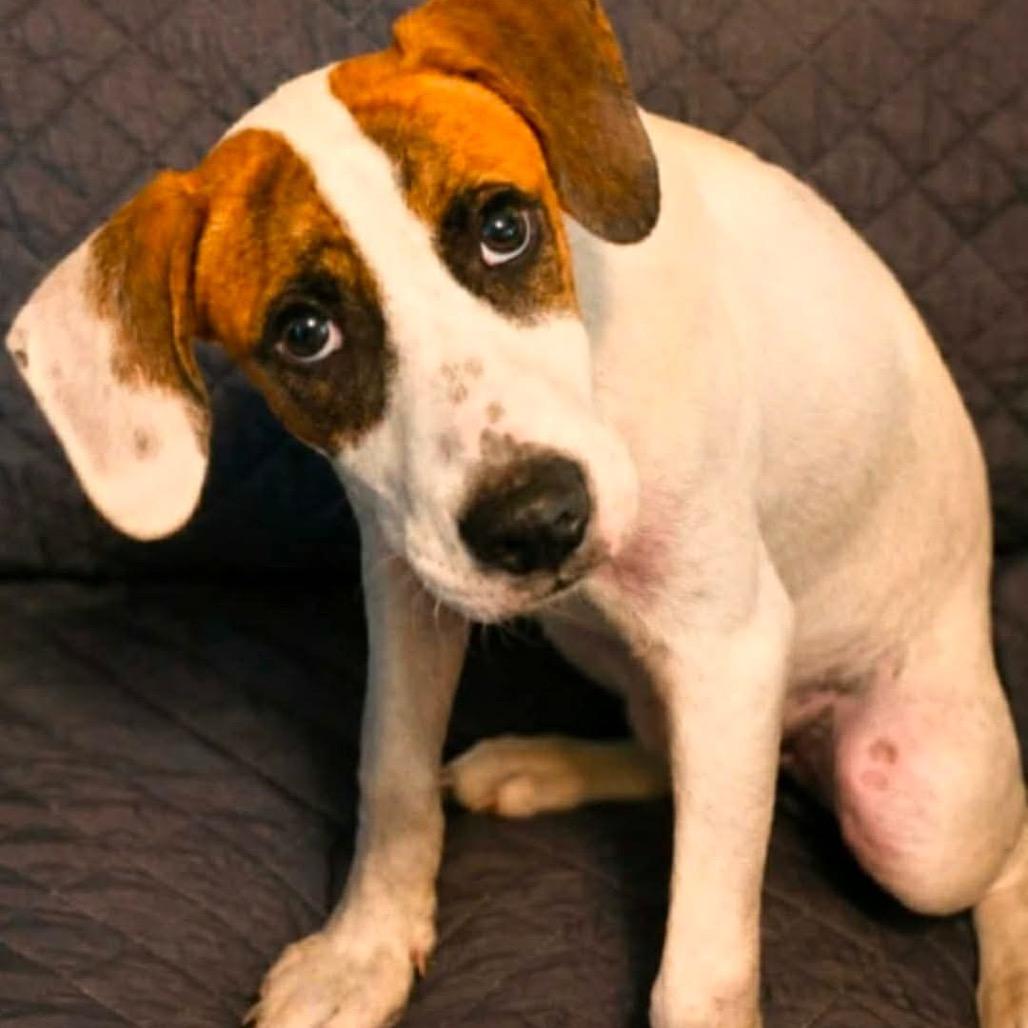Napa Dapa Duey, Adoptable, Puppy Male Great Pyrenees & Hound.