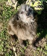 Poppie, adopted, Adult Male Terrier.