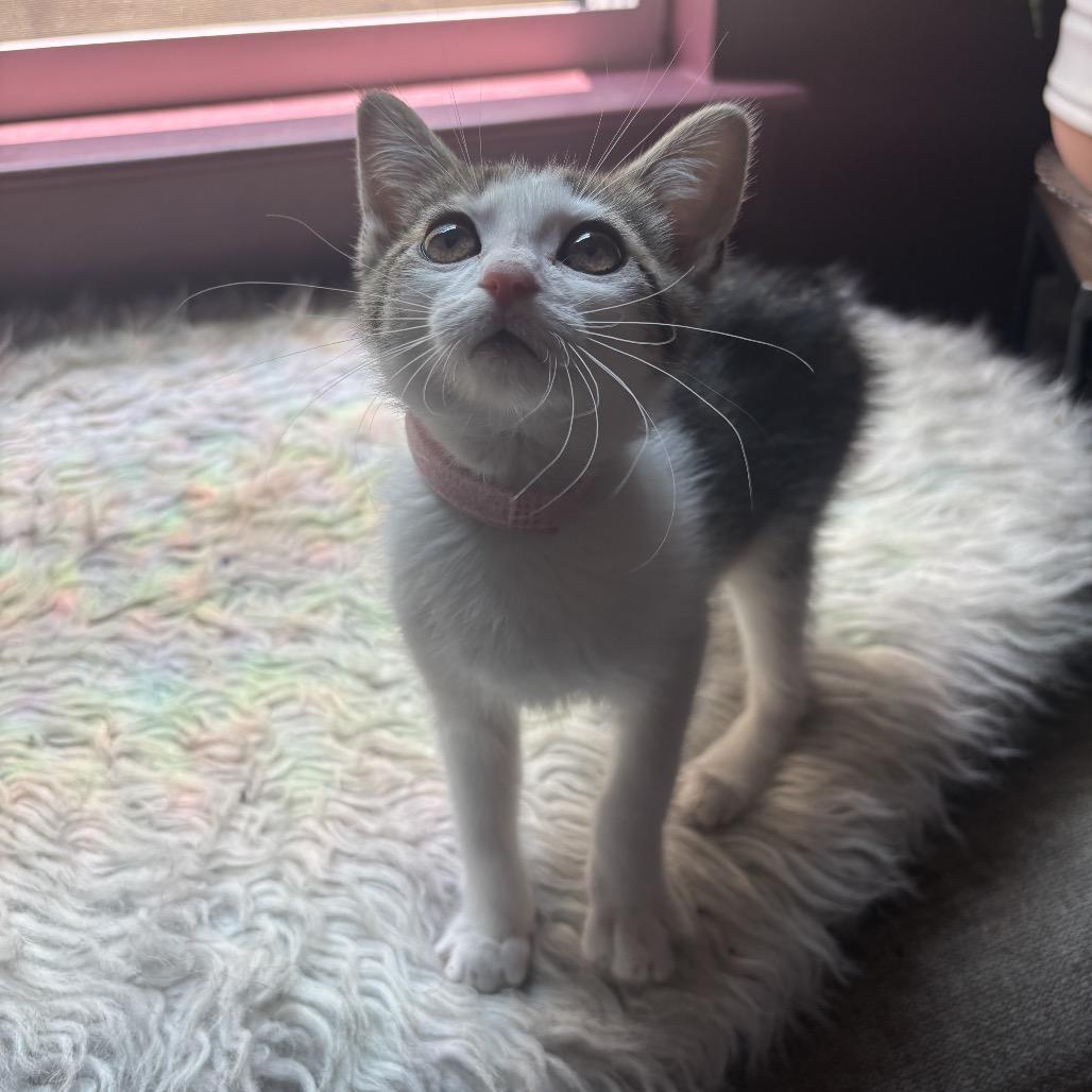 Sailor Moon, a ADOPTABLE Domestic Short Hair in Chattanooga, TN image 3/3