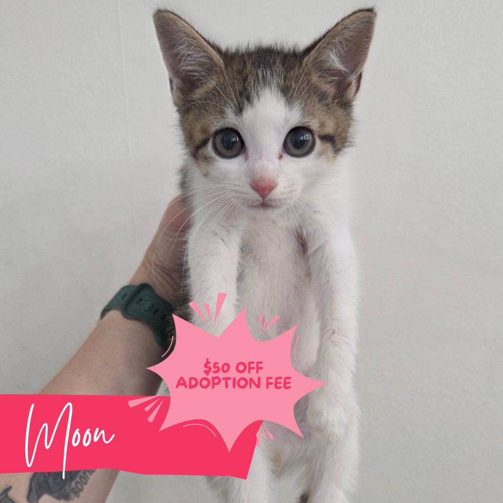 Sailor Moon, ADOPTABLE, Kitten Female Domestic Short Hair.