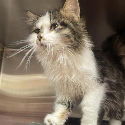 Enlarge Puma, an adopted mixed breed in Dubuque, IA image 1/1