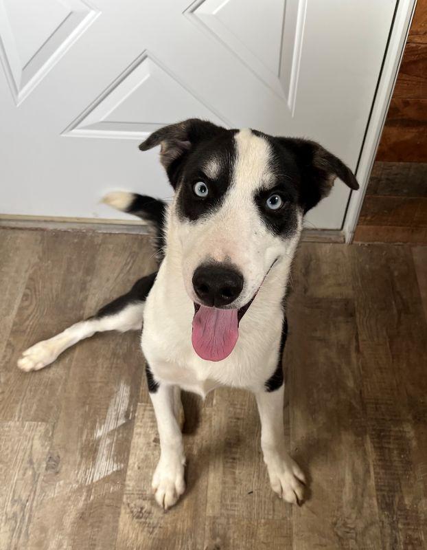 Snoopy, Adoptable, Puppy Male Husky & Labrador Retriever.