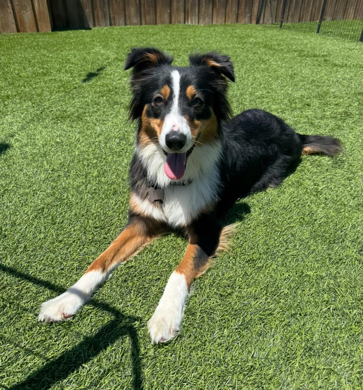 Enlarge Lily Bug!, a Adoptable Australian Shepherd in Poway, CA image 3/5