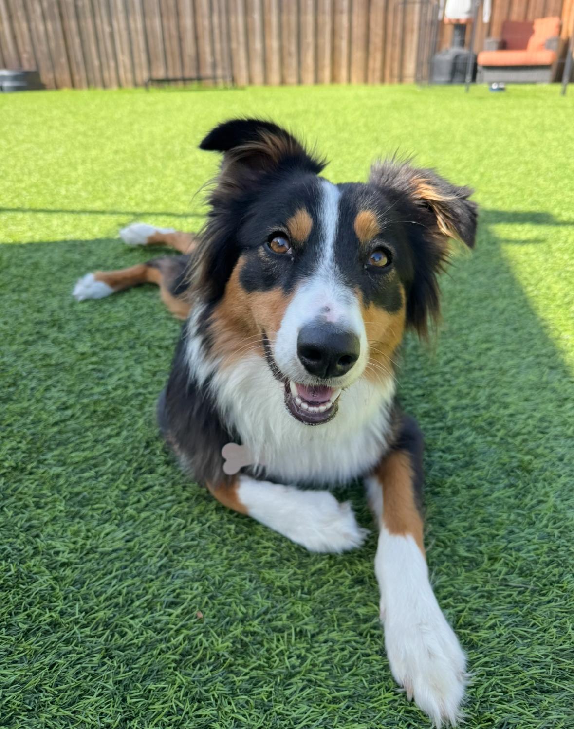 Enlarge Lily Bug!, a Adoptable Australian Shepherd in Poway, CA image 2/5