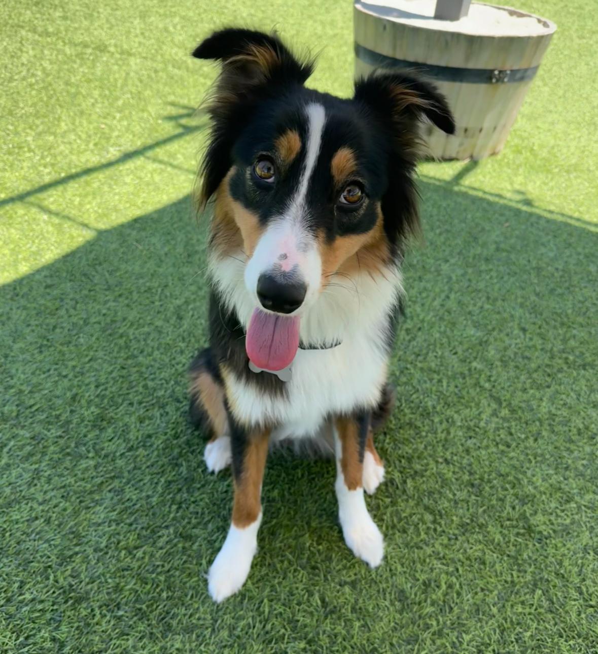 Enlarge Lily Bug!, a Adoptable Australian Shepherd in Poway, CA image 4/5