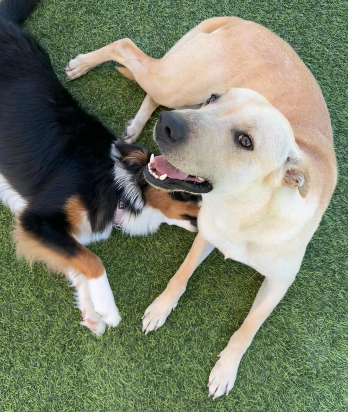 Enlarge Lily Bug!, a Adoptable Australian Shepherd in Poway, CA image 5/5