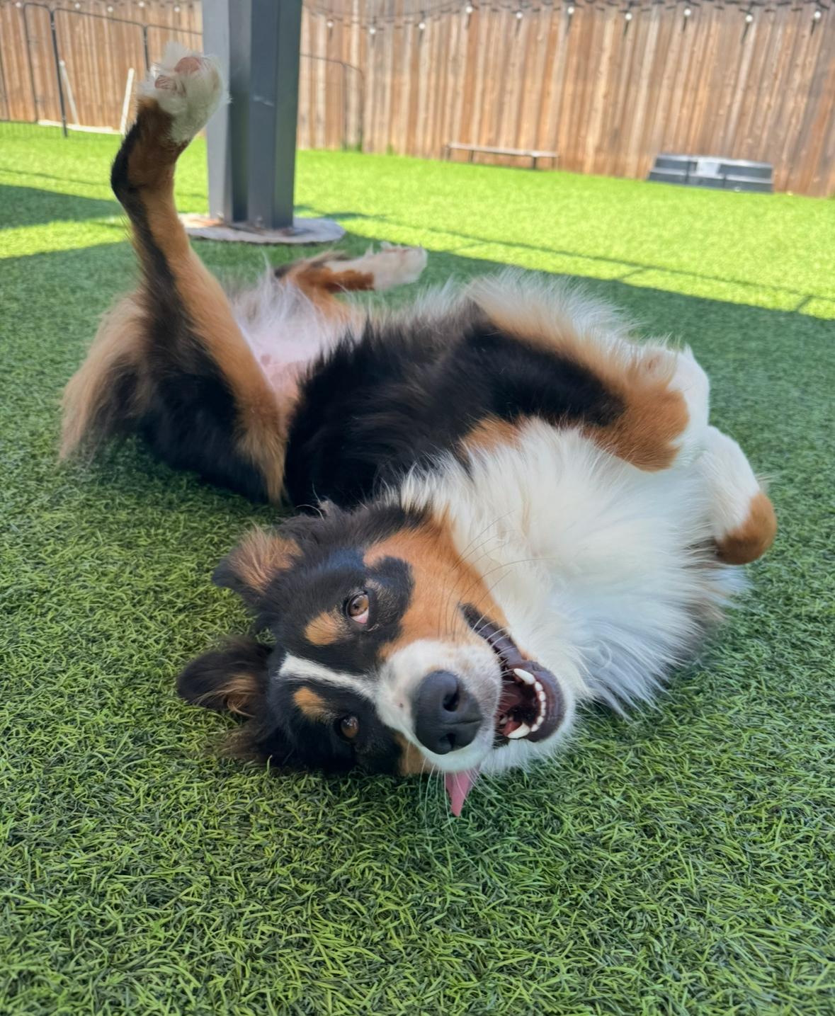 Enlarge Lily Bug!, a Adoptable Australian Shepherd in Poway, CA image 1/5