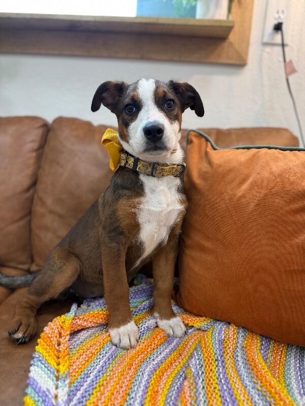 Delilah Belle Tenderheart