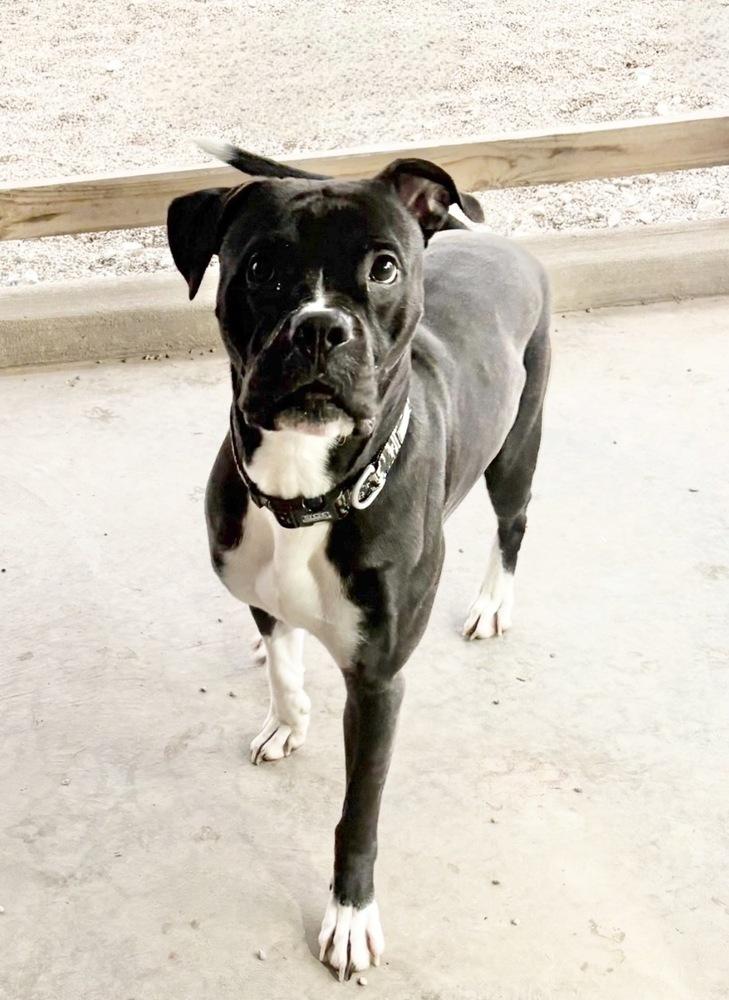 Enlarge BRUTUS, a Adoptable mixed breed in Rochester, IN image 1/3
