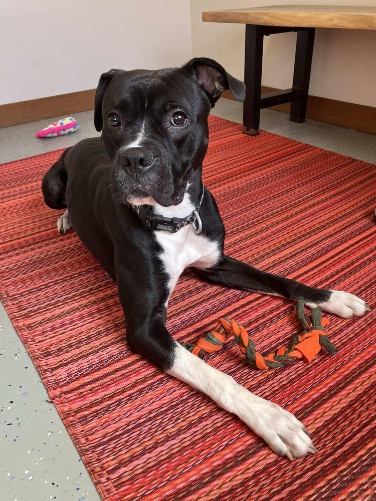 Enlarge BRUTUS, a Adoptable mixed breed in Rochester, IN image 2/3