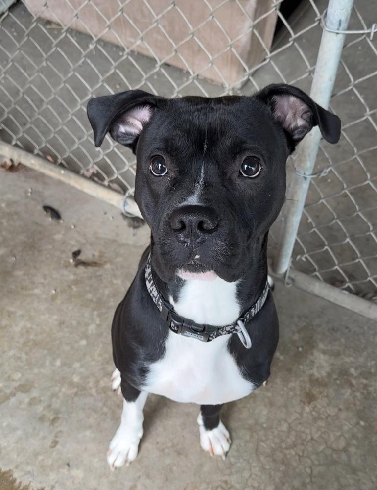 Enlarge BRUTUS, a Adoptable mixed breed in Rochester, IN image 3/3