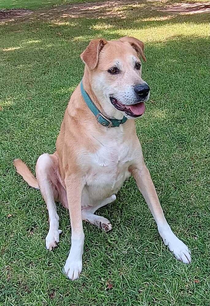 Enlarge zailey, a Adoptable mixed breed in Barnesville, GA image 1/2