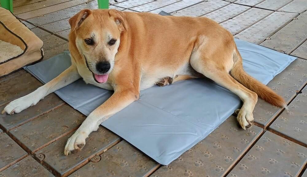 Enlarge zailey, a Adoptable mixed breed in Barnesville, GA image 2/2