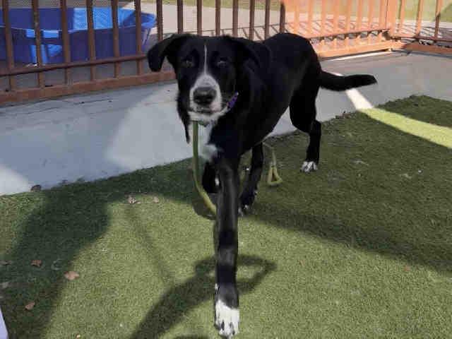 TERRY, Adoptable, Young Male Labrador Retriever & Mixed Breed.