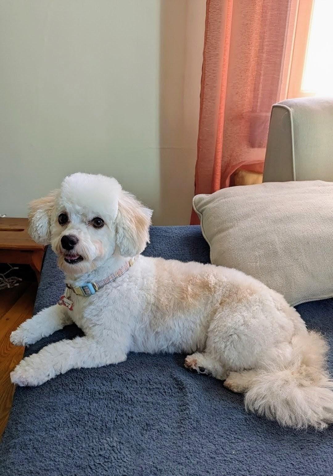 Enlarge Peaches, a ADOPTABLE Havanese in Wooster, OH image 5/5